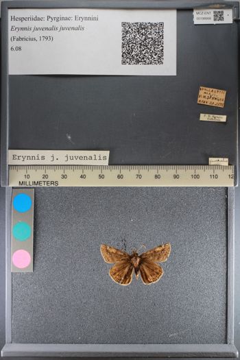 Media type: image;   Entomology 198668
